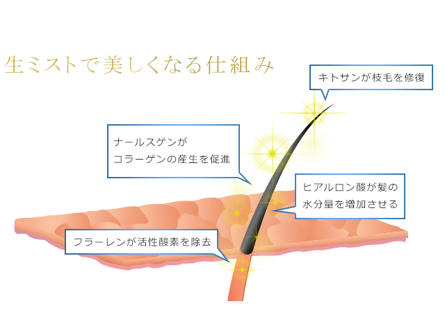 生ミスとで髪が美しくなる仕組み